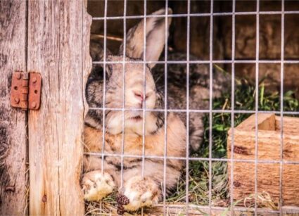 why is my rabbit depressed?