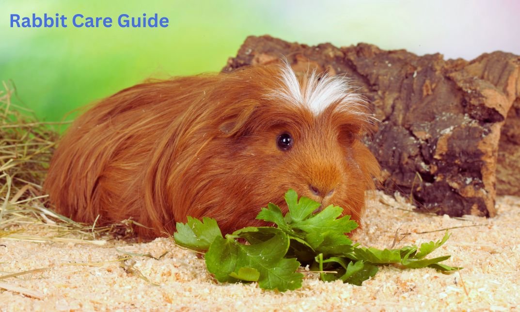 Can Guinea Pigs Eat Arugula? Each little factor You Must Know