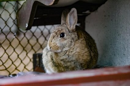 Easy methods to Inform If Your Rabbit is Unhappy or Depressed — Rabbit Care Ideas