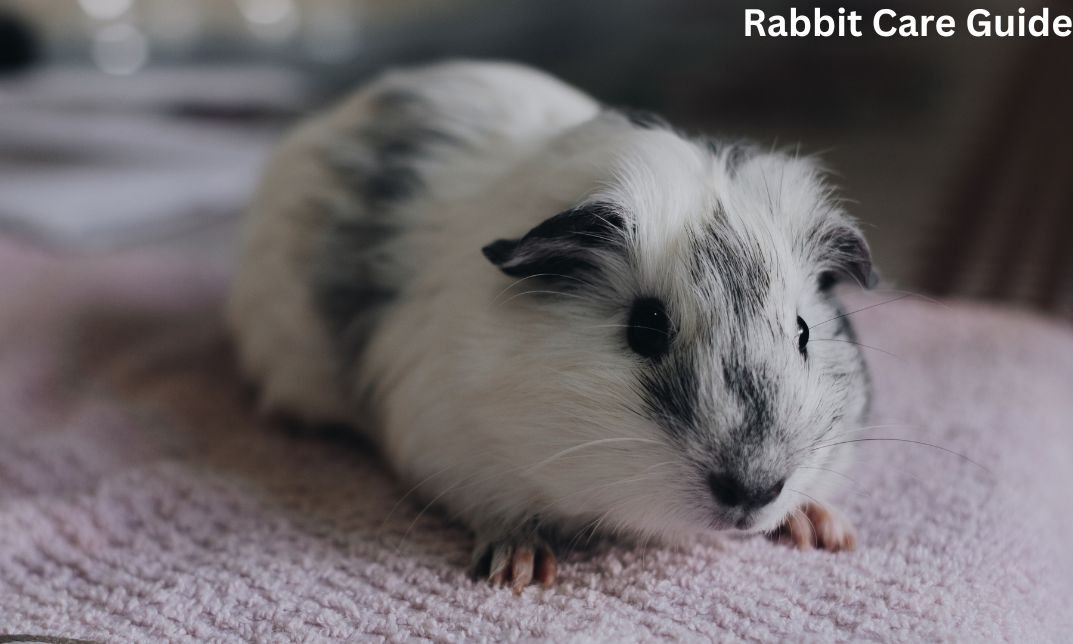 Texel guinea pigs explicit grooming ,prolonged hair