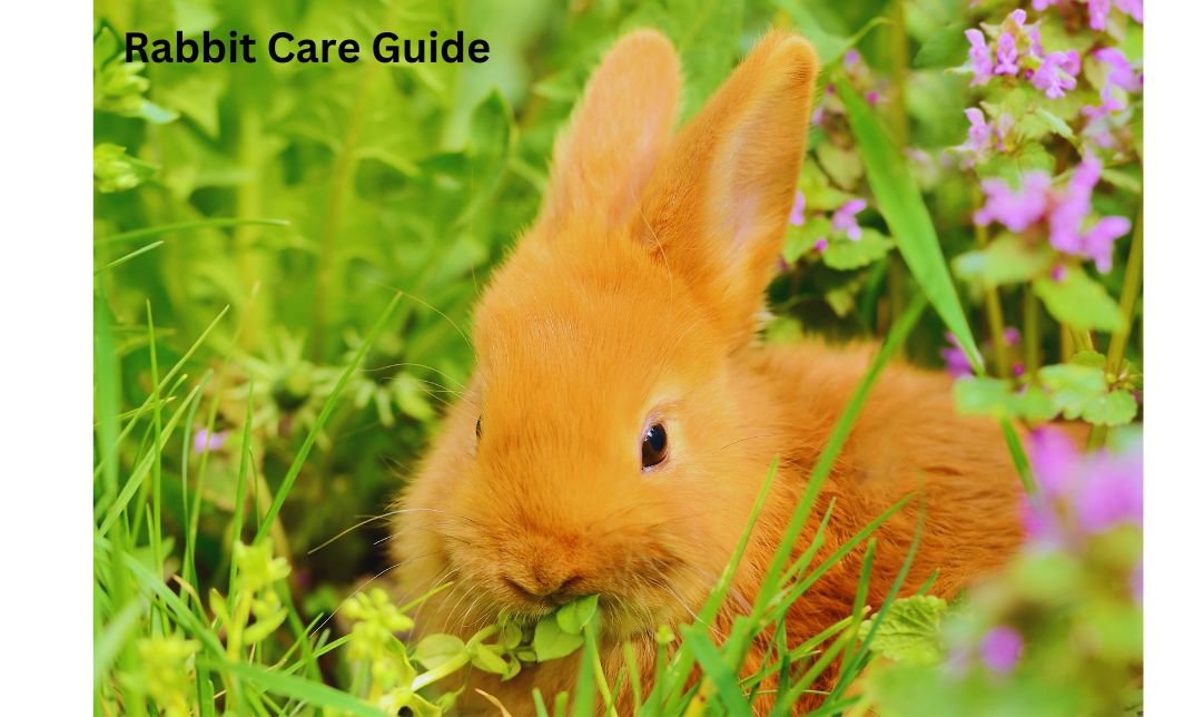 Can Guinea Pigs Eat Zucchini? What You Should Know