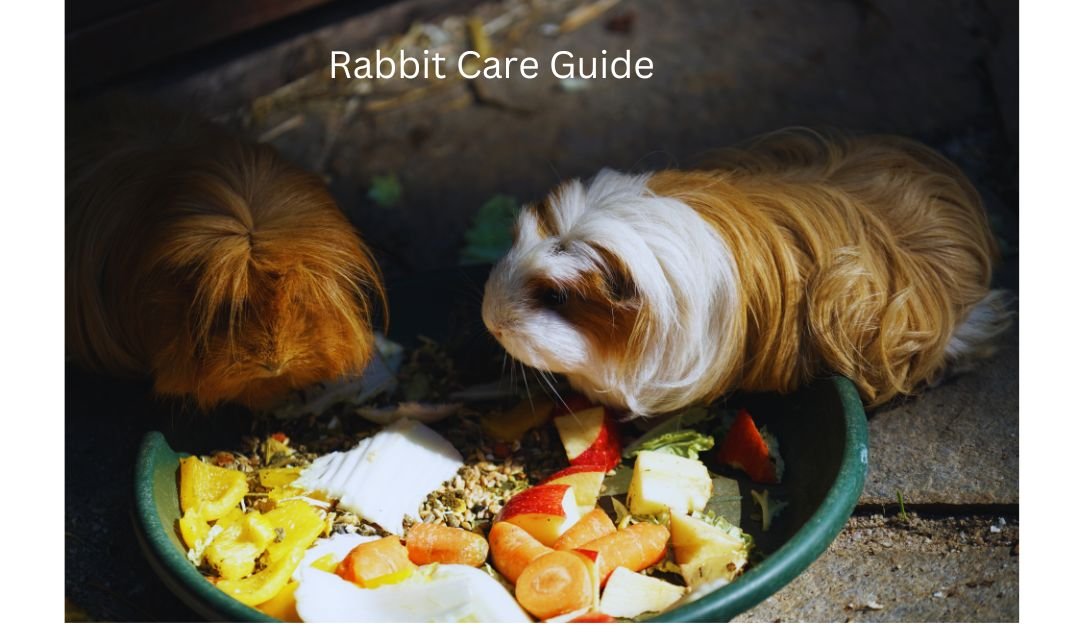 Can Guinea Pigs Have Radishes? Necessary Reality To Know