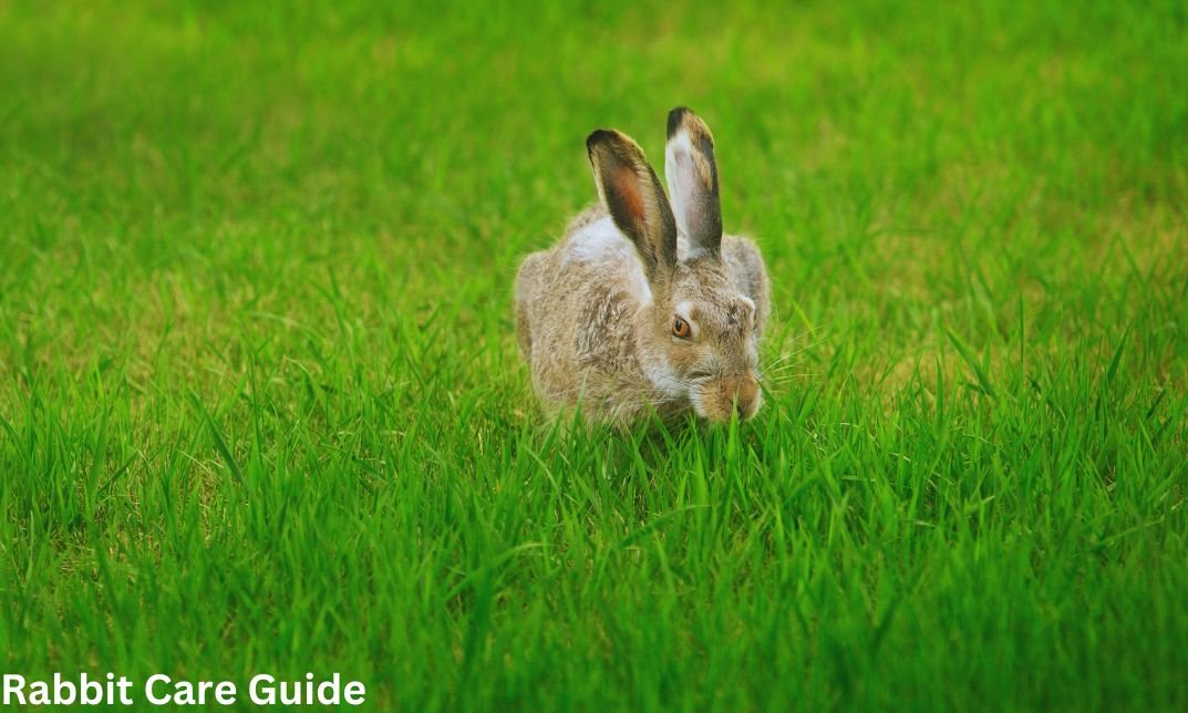 Can Bunny Eat Wheat Grass? Important Actuality You Ought to Know