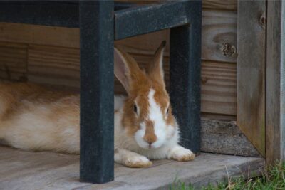 Why is My Rabbit Shaking and Laying Down? — Rabbit Care Suggestions