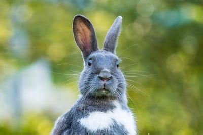 Why Is My Rabbit Chewing With out Meals in Its Mouth?