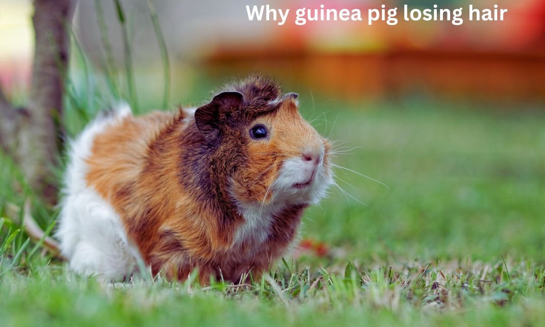 Why Guinea Pig Shedding Hair?Widespread Causes and Choices