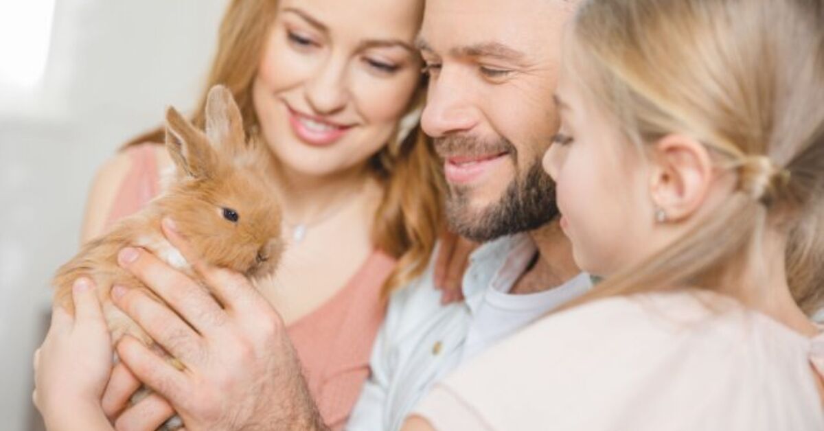 Most interesting Rabbits for Households | PetGuide