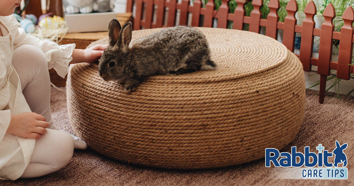 Bunny-Proofing Your Dwelling: The Definitive Info