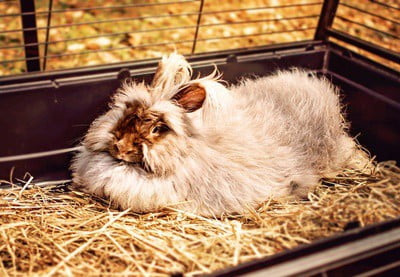 Do Rabbits Have Completely different Personalities? — Rabbit Care Ideas