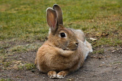 How Correctly Can Rabbits Hear? Rabbit Listening to Frequency Range