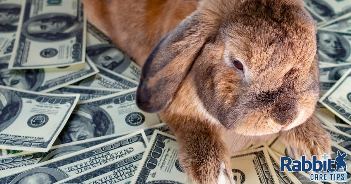 How Loads Does a Pet Rabbit Value: A Detailed Info