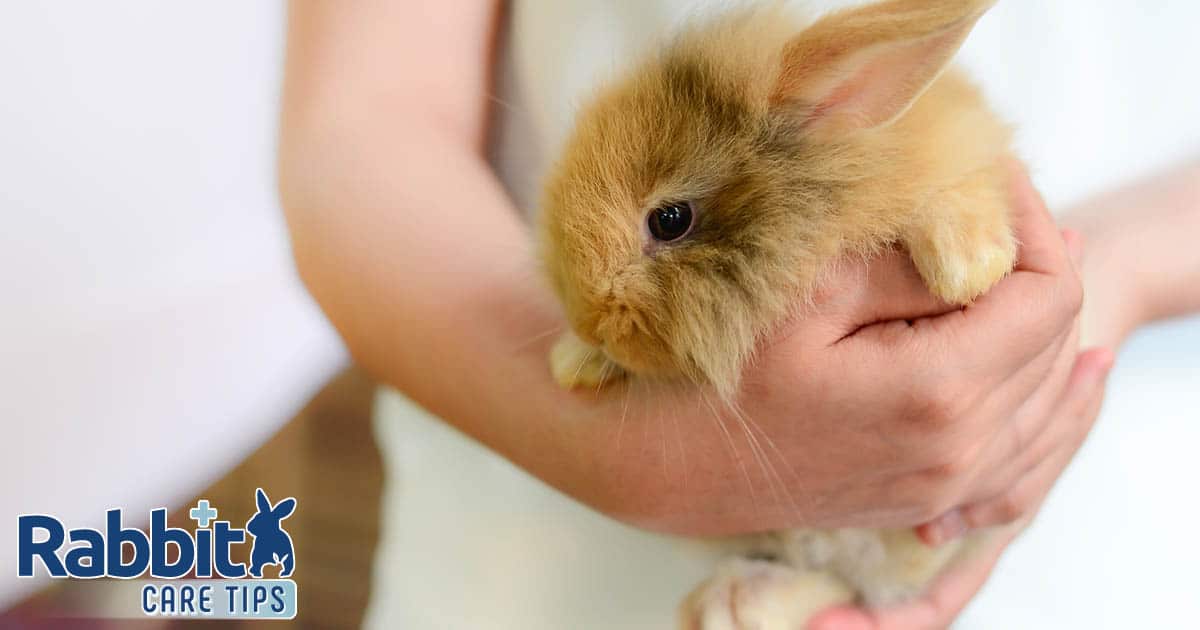 Holding and Carrying a Rabbit Safely — Rabbit Care Ideas