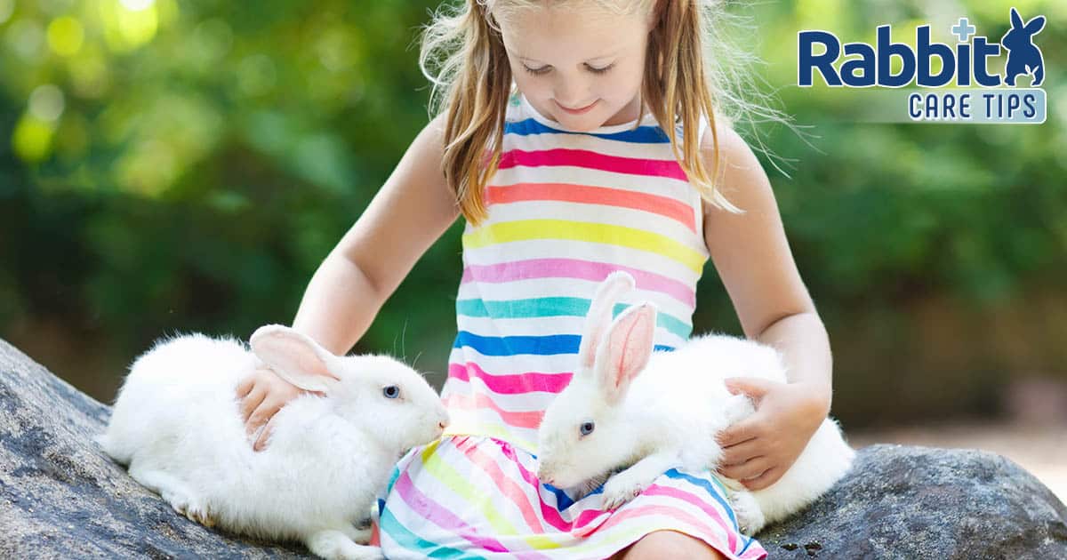 Do Rabbits Make Good Pets for Youngsters? — Rabbit Care Suggestions