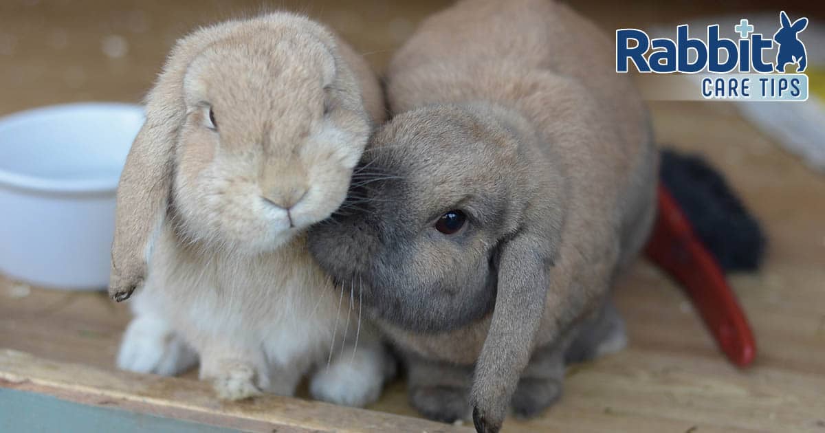 A Full Information to Lop Eared Rabbits — Rabbit Care Suggestions