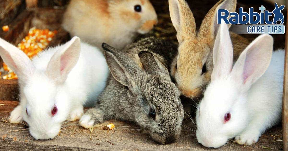 Rabbit Coloration Genetics: The Full Data