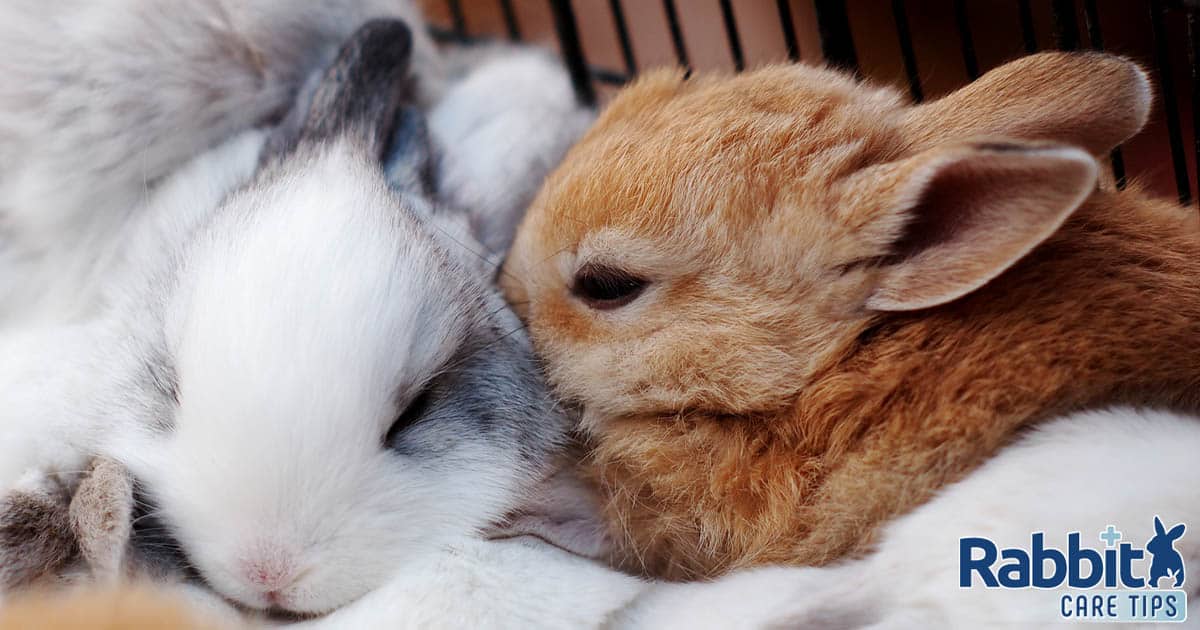 What to Count on — Rabbit Care Ideas