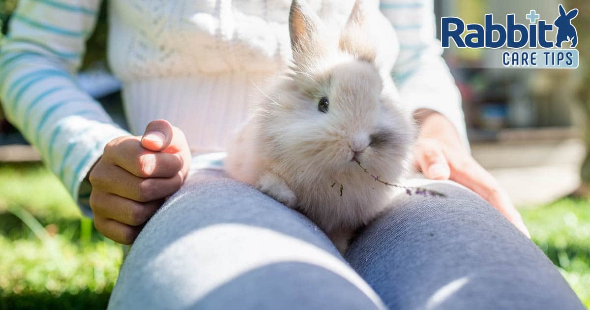 How one can Practice a Rabbit to Leap Onto Your Lap