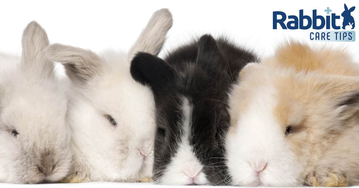 Serving to a Rabbit Get High quality Sleep — Rabbit Care Ideas