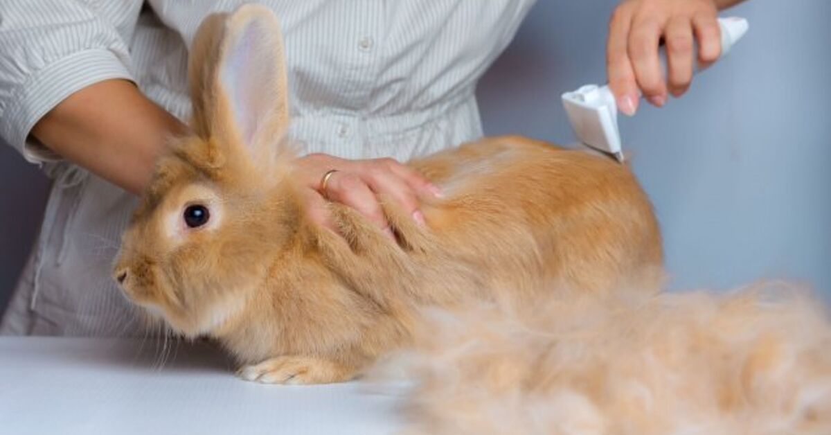 Grooming Your Rabbit: All of the issues You Should Know