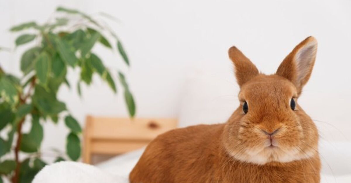 How one can Rabbit-Proof Your Home