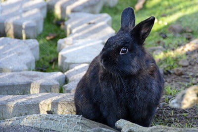 17 Indicators of Outdated Age in Rabbits (And How You Can Help)!