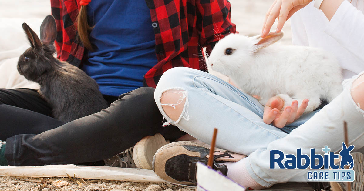 Learn the way to Play With Your Pet Rabbit: The Definitive Info