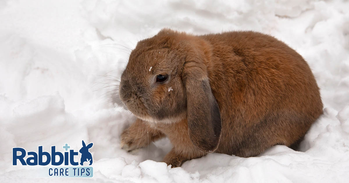 Do Rabbits Get Chilly Exterior? How Chilly is Too Chilly?