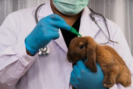 10 Indicators That Your Rabbit is Dying — Rabbit Care Ideas