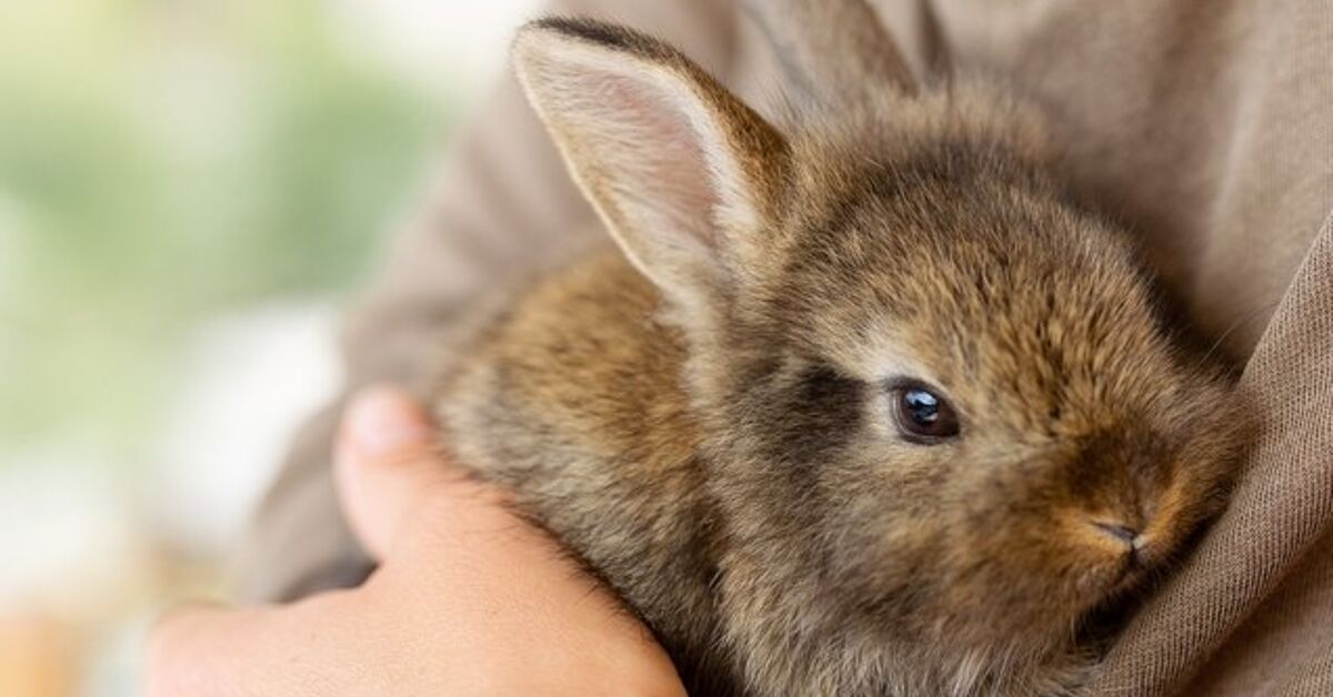 Biggest Rabbits for First Time Householders