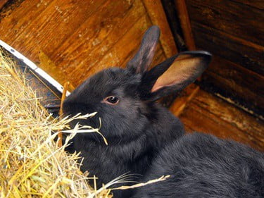 Can a Rabbit Survive a Damaged Again? — Rabbit Care Ideas