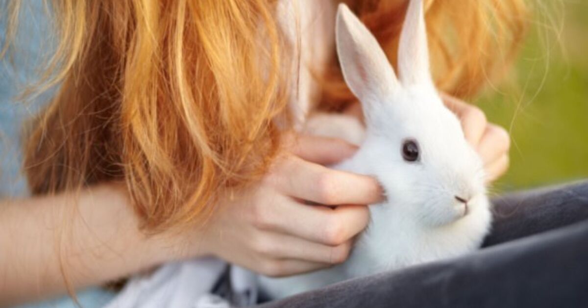 Excessive 10 Best Rabbits for 4H