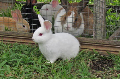 Regular And “Irregular” Rabbit Poop Varieties — Rabbit Care Suggestions