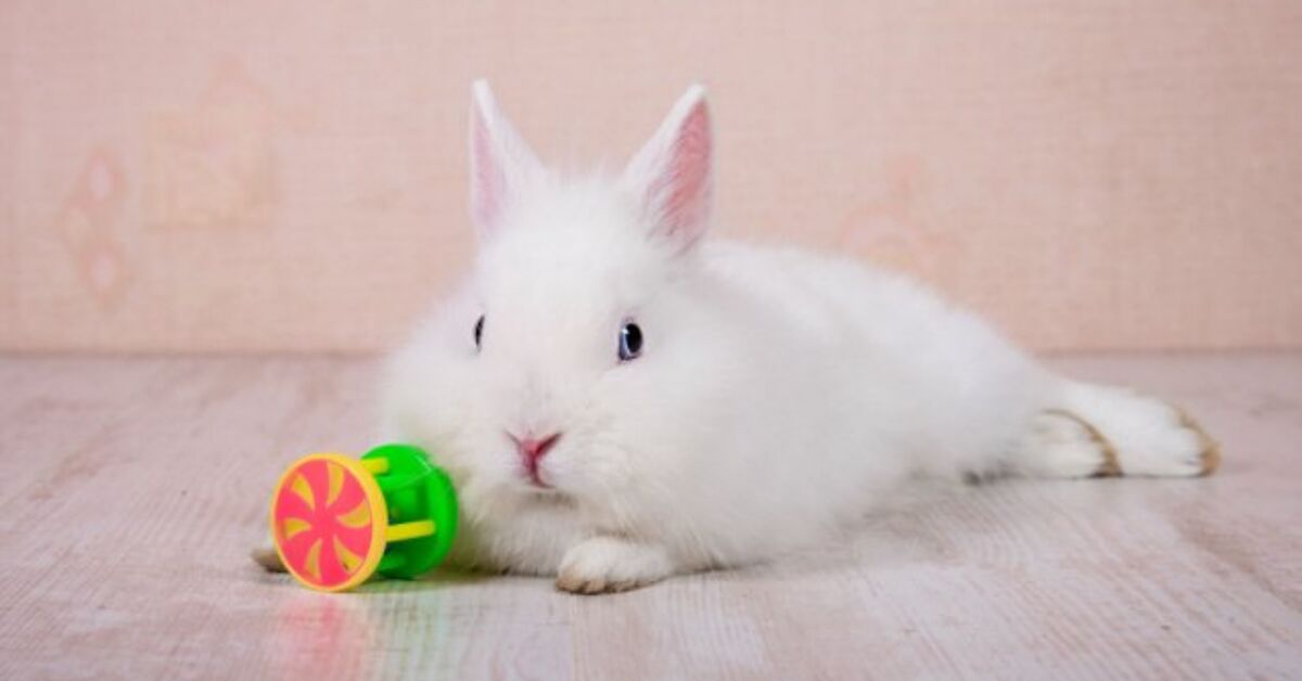 Why Enrichment Is Important for Rabbits and Tips about the best way to Current It